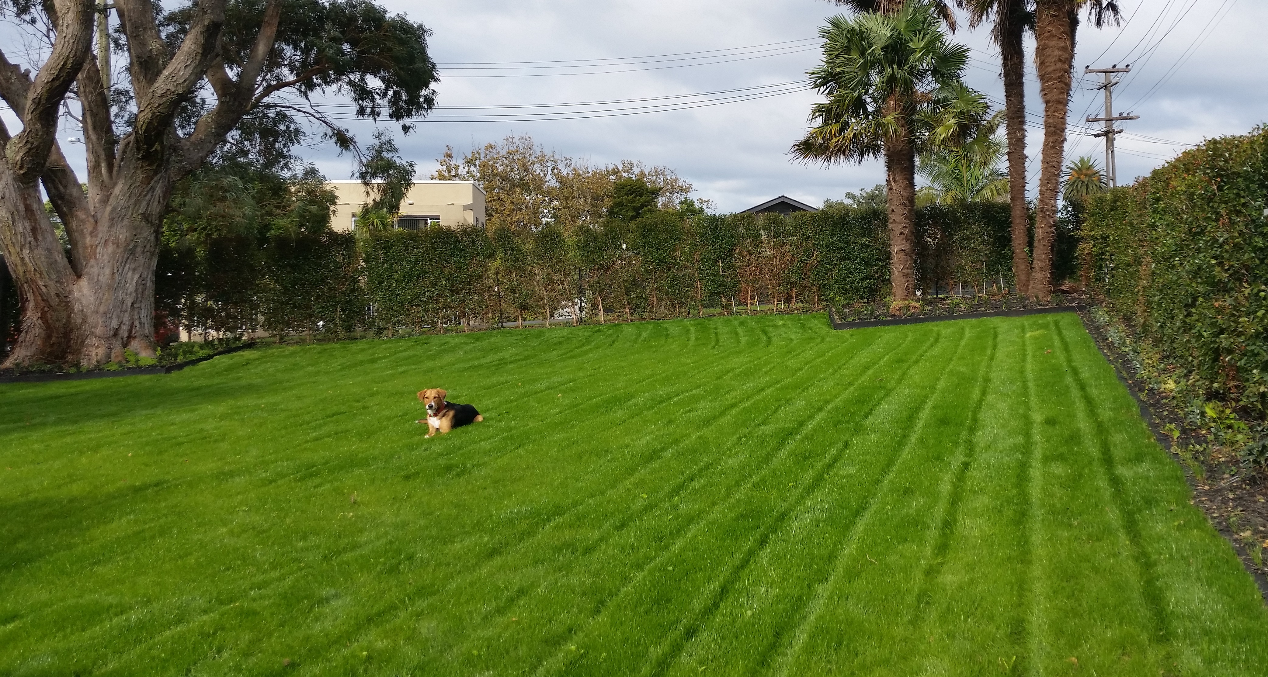 Lawn Mowing Hedge Trimming Weed Spray Moss Treatment Rubbish